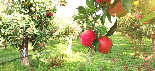 Äppelträd Fruktträdgård Med Röda Äpplen Redo För Skörd — Stockfoto