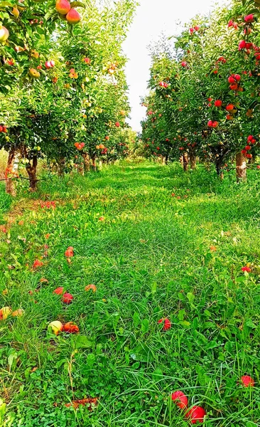 Huerto Manzanas Octubre Listo Para Cosechar —  Fotos de Stock