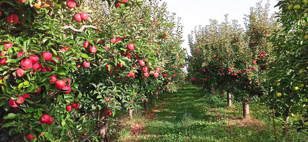 Яблони в саду, с красными яблоками готовы к сбору урожая