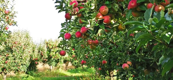 Manzanos Huerto Con Manzanas Rojas Listas Para Cosecha —  Fotos de Stock