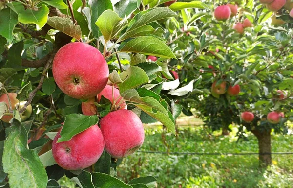 Almafák Egy Gyümölcsösben Szüretre Kész Vörös Almákkal — Stock Fotó