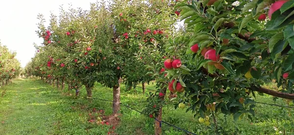 Äppelträd Fruktträdgård Med Röda Äpplen Redo För Skörd — Stockfoto