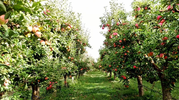 Apfelbäume Einem Obstgarten Mit Roten Äpfeln — Stockfoto