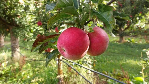 Appelbomen Een Boomgaard Met Rode Appels Klaar Voor Oogst — Stockfoto