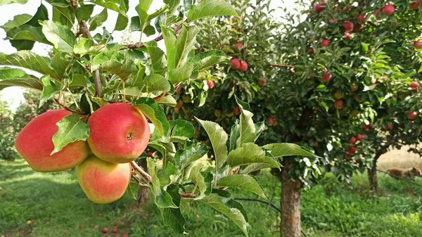 Æbletræer Frugtplantage Med Røde Æbler Klar Til Høst - Stock-foto