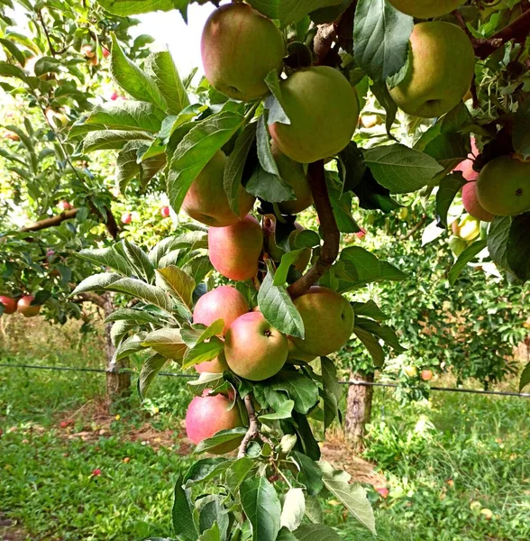 Almafák Egy Gyümölcsösben Szüretre Kész Vörös Almákkal — Stock Fotó