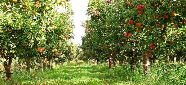 Яблуні Саду Червоними Яблуками Готовими Збору Врожаю — стокове фото