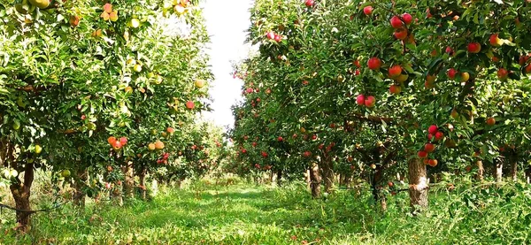 Manzanos Huerto Con Manzanas Rojas Listas Para Cosecha — Foto de Stock