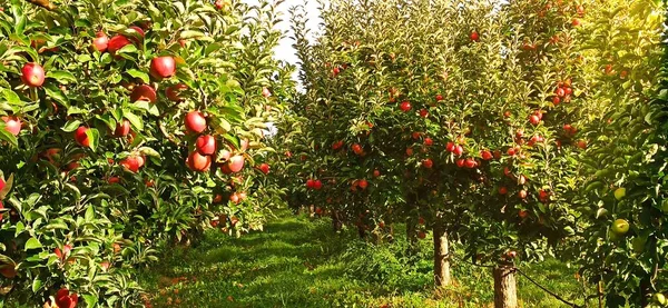 Apfelbäume Einem Obstgarten Rote Äpfel Zur Ernte Bereit — Stockfoto