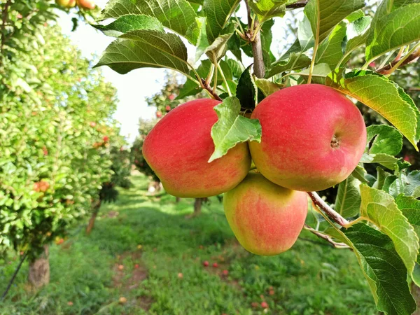 リンゴ園は10月に収穫の準備ができています — ストック写真