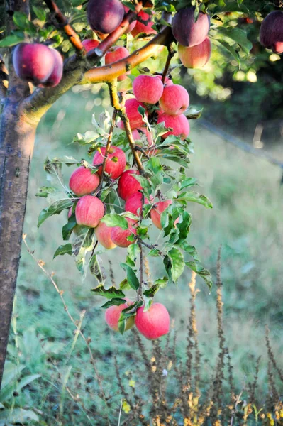 Mogna Äpplen Fruktträdgård Redo För Skörd Morgonbild — Stockfoto
