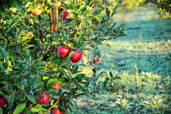 Obraz Dojrzałych Jabłek Sadzie Gotowych Zbioru — Zdjęcie stockowe