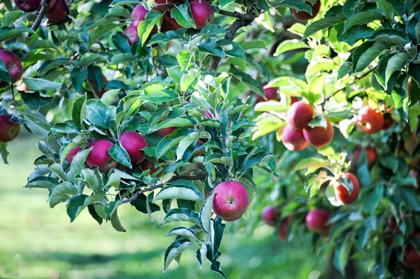 Image Ripe Apples Orchard Ready Harvesting — Stock Photo, Image