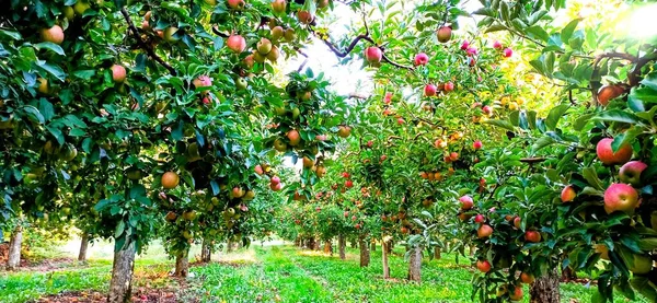 Manzanas Maduras Huerto Listo Para Cosechar Foto Mañana — Foto de Stock