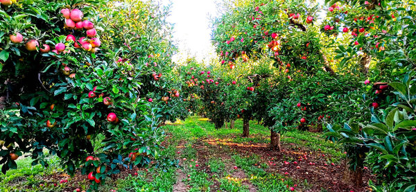 ripe apples in an orchard ready for harvesting,morning shot picture