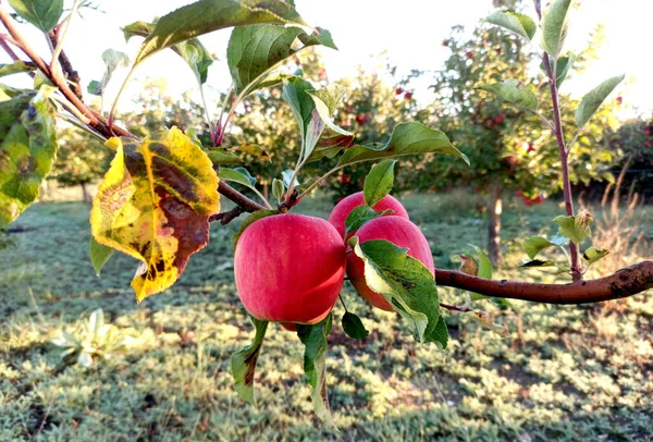 Rijpe Appels Een Boomgaard Klaar Voor Oogst Ochtendshot — Stockfoto