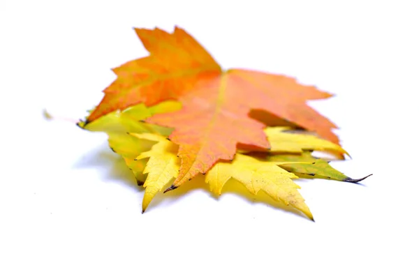 Detailní záběr podzimního listu na bílém — Stock fotografie