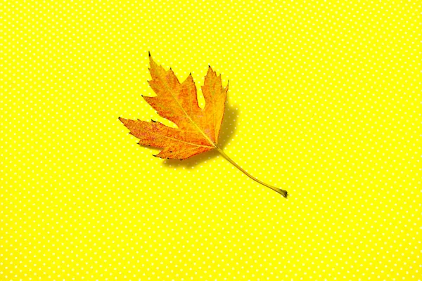 Крупный план осеннего листа на желтый — стоковое фото