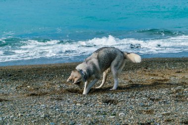 Köpek sahilde. Siberian dış yapraklar