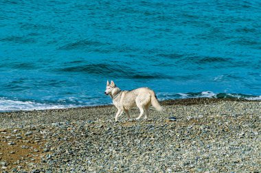 Köpek sahilde. Siberian dış yapraklar