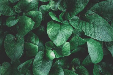 arka plan doku bırakır. yeşil yaprak