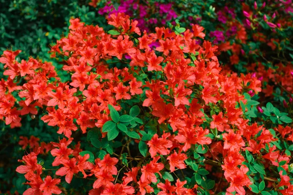 Beautiful Background Red Flowers — Stock Photo, Image