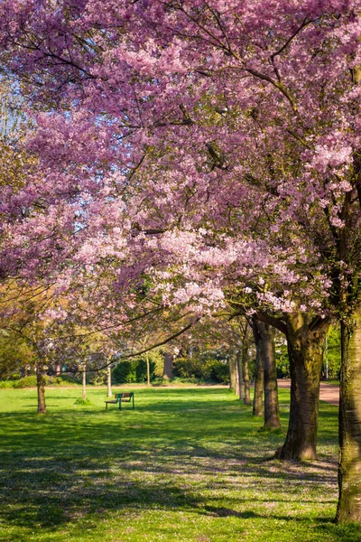 桜の花 咲く木と美しい自然のシーン — ストック写真