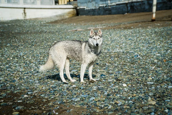 Husky Pláži — Stock fotografie