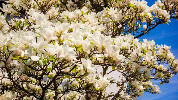 Schöne Magnolienblüten Frühling Auf Dem Magnolienbaum — Stockfoto