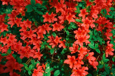 Kırmızı açelya çalı Bahçe