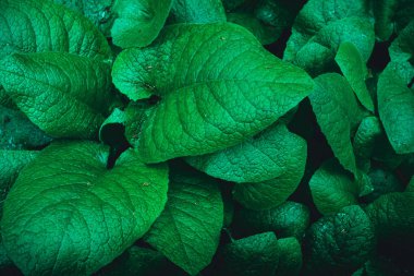 Yaprak yeşil doku. tropikal yaprak