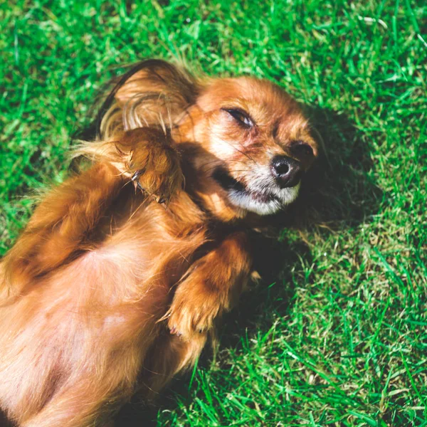 Cachorro Perro Feliz Como Acostado Hierba — Foto de Stock