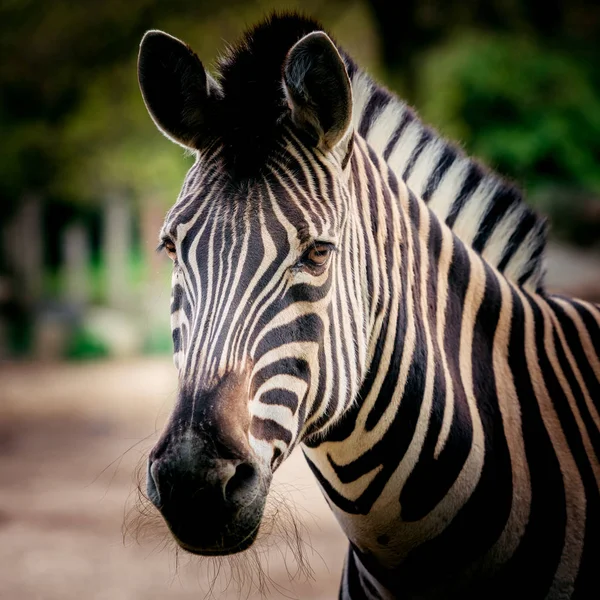 Zebra Portre Kadar Kapatın — Stok fotoğraf