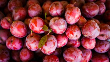 arka plan olarak taze mavi Erik