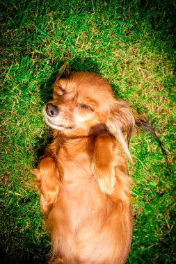 Mutlu ve aktif köpek açık havada gün güneşli yaz çimen. güneşin tadını Rus oyuncak köpek