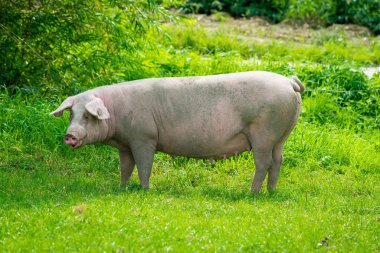 yeşil çayır üzerinde çalışan domuz. domuz sıyrık organik biyo çiftlikte 