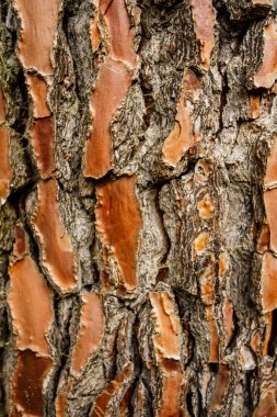 çam kabuğu kabartma dokusu fotoğrafı