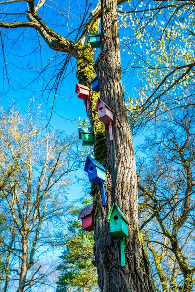 Insamling Färgglada Trä Fågelhus — Stockfoto