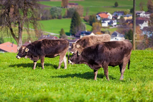 Vacas Campo Gramado — Fotografia de Stock