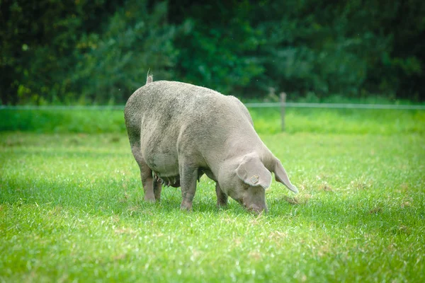 Ferme Avec Porcs Pâturages Dans Vallée — Photo