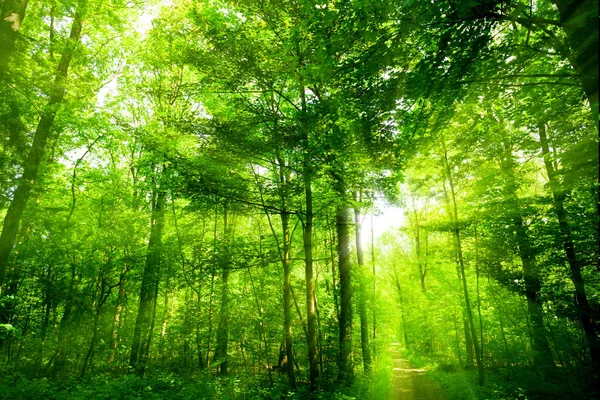 美しい緑の森 太陽の光と森 — ストック写真