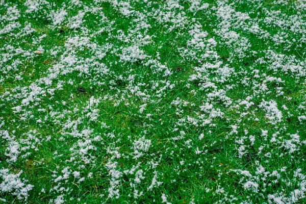 Herbe Sous Neige — Photo