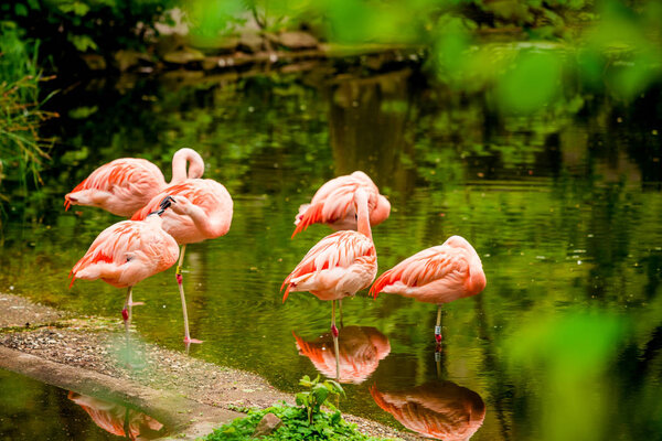 Group of  flamingo  standing in water