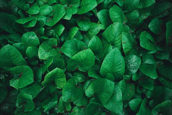 Hojas Verdes Concepto Naturaleza — Foto de Stock