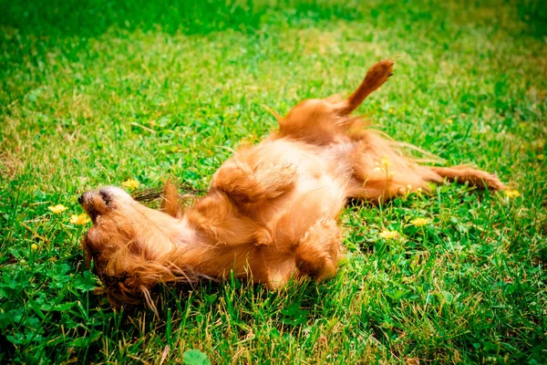 화창한 여름날에 야외에서 적극적인 태양을 즐기는 러시아 장난감 강아지 — 스톡 사진