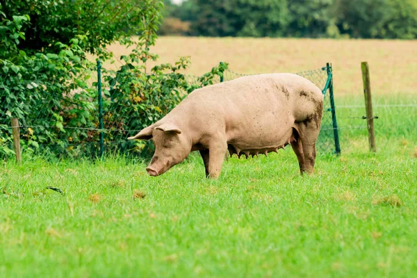 Portret Świnia Pig Pig Farm — Zdjęcie stockowe