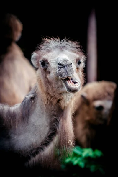 Retrato Camello Camelus Bactrianus — Foto de Stock