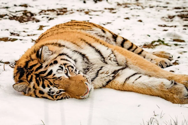 Retrato Tigre Inverno — Fotografia de Stock