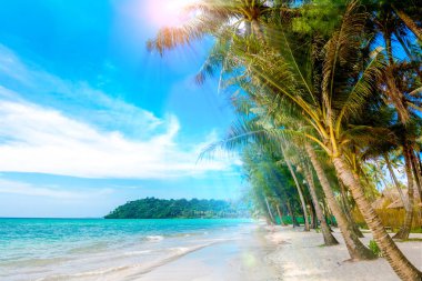 Tropikal plaj. Palmiye ağaçları ile güzel bir plaj