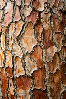 Çam ağacı kabuğu